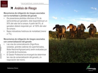 Sabemos Cómo 
Fondo de Capital Privado – Inversiones Ganaderas Análisis de Riesgo 
Mecanismos de mitigación de riesgos asociados con la mortalidad o pérdida del ganado 
•De presentarse pérdidas inferiores al 5% de semovientes por ganadero, éste responderá por un 50% del valor de la compra. A partir del 5%, el ganadero deberá responder por el 100% del valor de compra. 
•Bajos indicadores históricos de mortalidad (menor a 1%). 
Mecanismos de mitigación de riesgos asociados con comercialización del ganado 
•Las vías de comercialización (frigoríficos, subastas, grandes cadenas de supermercados, Bolsa Nacional Agropecuario) serán evaluadas por el Comité de Inversiones. 
•El Gestor Profesional se encargará de determinar las vías de comercialización del ganado y la negociación del mismo.  