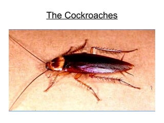 The Cockroaches 