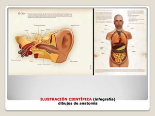 ILUSTRACIÓN CIENTÍFICA (infografía)dibujos de anatomía