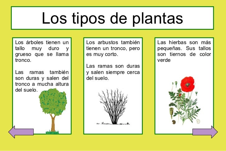 Presentacion impress Las plantas Presentacion impress Las plantas