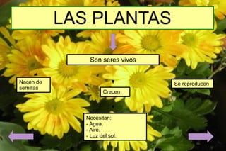 LAS PLANTAS Son seres vivos Nacen de semillas Crecen Se reproducen Necesitan: - Agua. - Aire. - Luz del sol. 