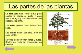 Las partes de las plantas La  raíz  está bajo tierra. Sirve para sujetar la planta al suelo y para absorber agua y otras sustancias que necesita la planta. Del  tallo  pueden salir ramas más finas. Las  hojas  salen del tallo. Son de color verde. Muchas plantas tienen flores y frutos. Dentro del fruto se encuentran las semillas. 
