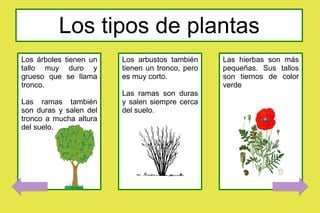 Los tipos de plantas Los árboles tienen un tallo muy duro y grueso que se llama tronco. Las ramas también son duras y salen del tronco a mucha altura del suelo. Los arbustos también tienen un tronco, pero es muy corto. Las ramas son duras y salen siempre cerca del suelo. Las hierbas son más pequeñas. Sus tallos son tiernos de color verde 