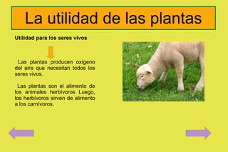 La utilidad de las plantas Utilidad para los seres vivos Las plantas producen oxígeno del aire que necesitan todos los seres vivos. 