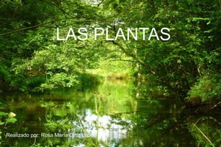 LAS PLANTAS Realizado por: Rosa María Ortiz López 