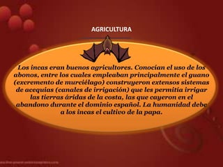 AGRICULTURA




 Los incas eran buenos agricultores. Conocían el uso de los
abonos, entre los cuales empleaban principalmente el guano
(excremento de murciélago) construyeron extensos sistemas
 de acequias (canales de irrigación) que les permitía irrigar
     las tierras áridas de la costa, las que cayeron en el
 abandono durante el dominio español. La humanidad debe
               a los incas el cultivo de la papa.
 