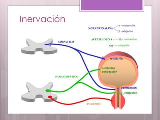 Inervación
 