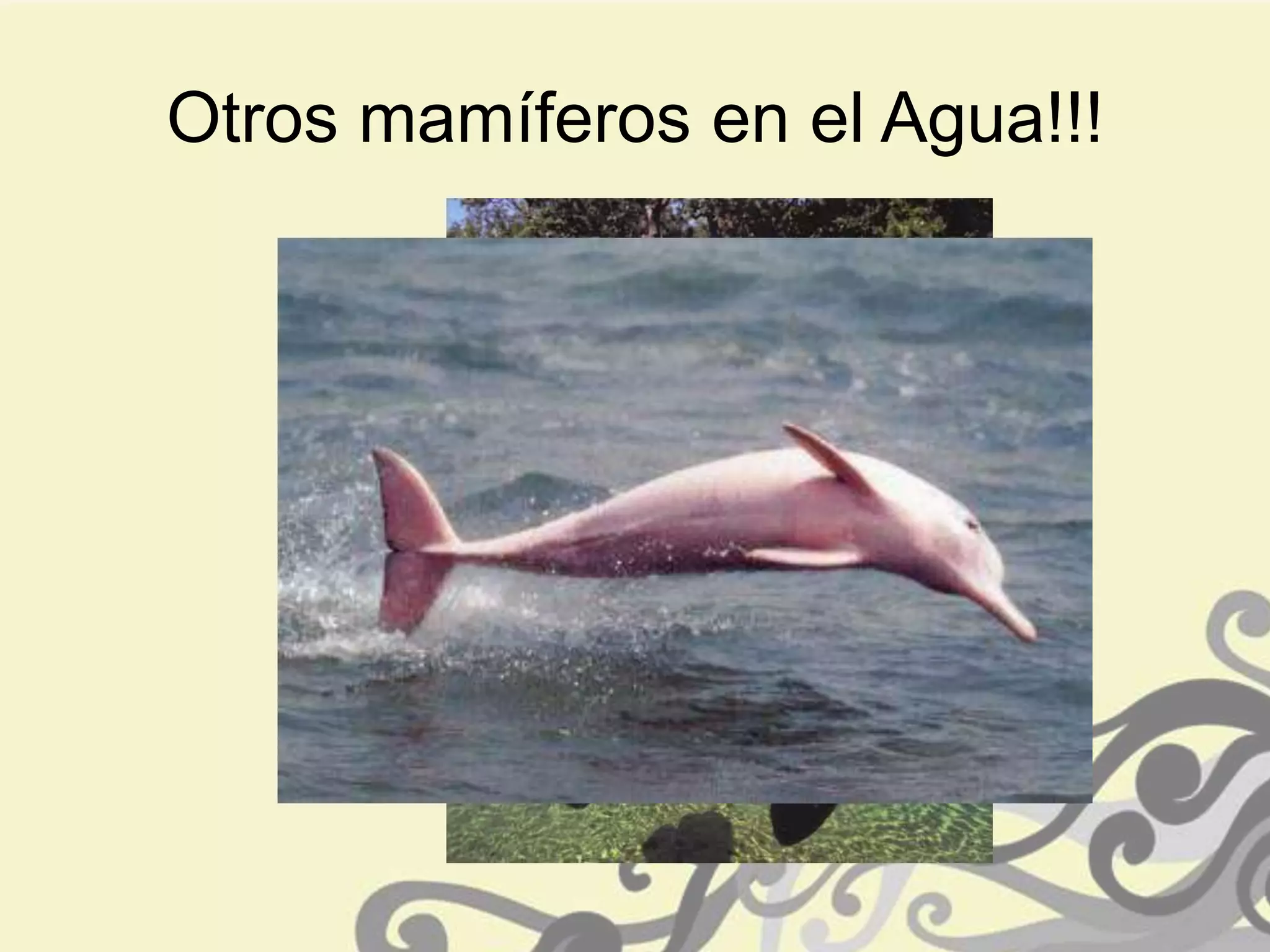 Otros mamíferos en el Agua!!!