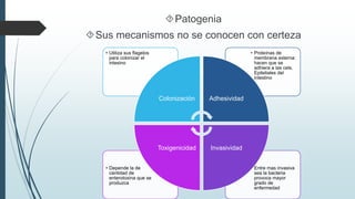 Patogenia 
Sus mecanismos no se conocen con certeza 
• Entre mas invasiva 
sea la bacteria 
provoca mayor 
grado de 
enfermedad 
• Depende la de 
cantidad de 
enterotoxina que se 
produzca 
• Proteínas de 
membrana externa: 
hacen que se 
adhiera a las cels. 
Epiteliales del 
intestino 
• Utiliza sus flagelos 
para colonizar el 
intesino 
Colonización Adhesividad 
Toxigenicidad Invasividad 
 