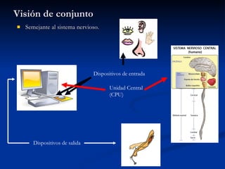 Visión de conjunto Semejante al sistema nervioso. Dispositivos de entrada Unidad Central (CPU) Dispositivos de salida 