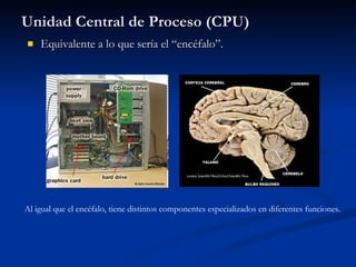 Unidad Central de Proceso (CPU) Equivalente a lo que sería el “encéfalo”. Al igual que el encéfalo, tiene distintos componentes especializados en diferentes funciones. 