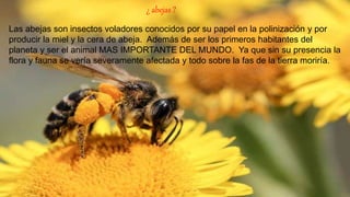 ¿ abejas ?
Las abejas son insectos voladores conocidos por su papel en la polinización y por
producir la miel y la cera de abeja. Además de ser los primeros habitantes del
planeta y ser el animal MAS IMPORTANTE DEL MUNDO. Ya que sin su presencia la
flora y fauna se vería severamente afectada y todo sobre la fas de la tierra moriría.
 