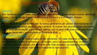 ¿ EN QUE CONSISTE EL TRABAJO DE LAS ABEJAS ?
OBRERA
Son hembras que no están desarrolladas sexualmente. Estas abejas buscan alimento
(polen y néctar de las flores), construyen la colmena y la protegen, limpian.
REINA
Ponen los huevos que constituirán la nueva generación de abejas. Normalmente no
hay más que una abeja reina en una colmena. Si muere, las obreras crean una nueva
abeja reina alimentando a una de las obreras con la jalea real. Este elixir hace que la
abeja se desarrolle y se convierta en una reina fértil.
ZANGANO ( MACHO)
Los zánganos son la tercera casta de las colmenas. En cada colmena viven cientos
de zánganos durante la primavera y el verano, pero son expulsados en invierno,
cuando la colmena adopta una forma de vida más austera y su trabajo consiste en
hacer que la reina tenga huevecillos mediante la reproducción.
 