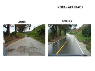 CHINCHINA - CURAZAO  EL TREBOLDESPUÉSANTES