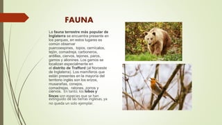 FAUNA
La fauna terrestre más popular de
Inglaterra se encuentra presente en
los parques, en estos lugares es
común observar
puercoespines, topos, cernícalos,
tejón, comadreja, carboneros,
ardillas, ciervos, tejones, paros,
gamos y alionines. Los gamos se
localizan especialmente en
el distrito de Trafford (al Noroeste
de Inglaterra). Los mamíferos que
están presentes en la mayoría del
territorio inglés son los erizos,
musarañas, conejos,
comadrejas, ratones, zorros y
ciervos. En tanto, los lobos y
linces son especies que se han
extinguido de las tierras inglesas, ya
no queda un solo ejemplar.
 