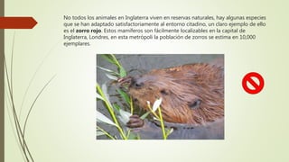No todos los animales en Inglaterra viven en reservas naturales, hay algunas especies
que se han adaptado satisfactoriamente al entorno citadino, un claro ejemplo de ello
es el zorro rojo. Estos mamíferos son fácilmente localizables en la capital de
Inglaterra, Londres, en esta metrópoli la población de zorros se estima en 10,000
ejemplares.
 