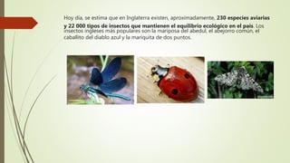 Hoy día, se estima que en Inglaterra existen, aproximadamente, 230 especies aviarias
y 22 000 tipos de insectos que mantienen el equilibrio ecológico en el país. Los
insectos ingleses más populares son la mariposa del abedul, el abejorro común, el
caballito del diablo azul y la mariquita de dos puntos.
 