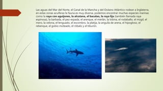 Las aguas del Mar del Norte, el Canal de la Mancha y del Océano Atlántico rodean a Inglaterra,
en estas zonas acuíferas la fauna es muy diversa, podemos encontrar muchas especies marinas
como la raya con aguijones, la alcotana, el bacalao, la raya lija (también llamada raya
espinosa), la barbada, el pez-espada, el arenque, el merlán, la lobina, el rodaballo, el múgil, el
mero, la velona, el lenguado, el escombro, la platija, la anguila de arena, el hipogloso, el
rebenque, el gobio moteado, el róbalo y el tiburón.
 