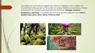 Las landas son la formación vegetal más común en Inglaterra, esto se debe a la
humedad del suelo, por eso es frecuente ver campos repletos de arándanos y brezos.
el ecosistema se compone principalmente de tres áreas: ciénagas, bosques
templados y pantanos. Los árboles más comunes en estas regiones con el alerce,
abedul, haya, pino, olmo, abeto, fresno y roble.
 