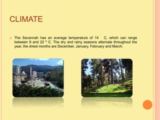 CLIMATE

   The Savannah has an average temperature of 14 C, which can range
    between 9 and 22 º C. The dry and rainy seasons alternate throughout the
    year, the driest months are December, January, February and March.
 