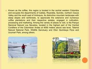    Known as the coffee, this region is located in the central western Colombia
    and occupies the departments of Caldas, Risaralda, Quindio, northern Cauca
    Valley and the south east of Antioquia. Its distinctive mountain landscape with
    steep slopes and rainforests, to appreciate the extensive and numerous
    coffee plantations and their respective estates, engaged in cultivation,
    processing and marketing. Among the variety of places to visit, is the Parque
    Nacional Natural Los Nevados, located in the highest part of the Central
    Cordillera of the Colombian Andes at 4050 meters above sea level, Tatamá
    Natural National Park, Wildlife Sanctuary and Otún Quimbaya Flora and
    Ucumarí Park, among others.
 