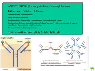 ANTICUERPOS (Inmunoglobulinas, Gammaglobulinas)
              Estructura: Proteína + Glúcido
              2 cadenas pesad...