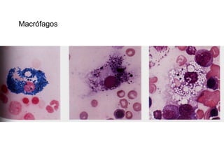 Macrófagos
 