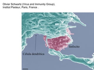 Olivier Schwartz (Virus and Immunity Group),
Institut Pasteur, Paris, France .
Célula dendrítica
linfocito
 