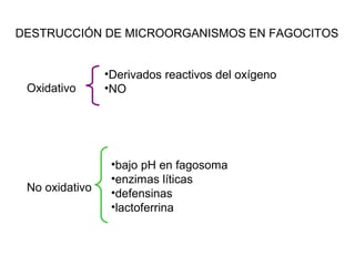 DESTRUCCIÓN DE MICROORGANISMOS EN FAGOCITOS
Oxidativo
No oxidativo
•Derivados reactivos del oxígeno
•NO
•bajo pH en fagosoma
•enzimas líticas
•defensinas
•lactoferrina
 