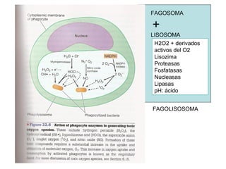 FAGOSOMA
+
LISOSOMA
H2O2 + derivados
activos del O2
Lisozima
Proteasas
Fosfatasas
Nucleasas
Lipasas
pH: ácido
FAGOLISOSOMA
 