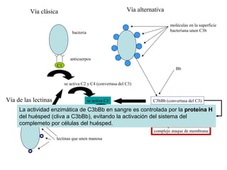 bacteria
anticuerpos
C1
se activa C2 y C4 (convertasa del C3)
se activa C3
se activa C5 une C6, C7, C8 y C9
complejo ataque de membrana
moléculas en la superficie
bacteriana unen C3b
C3bBb (convertasa del C3)
Bb
Vía clásica Vía alternativa
Vía de las lectinas
lectinas que unen manosa
La actividad enzimática de C3bBb en sangre es controlada por la proteína Hproteína H
del huésped (cliva a C3bBb), evitando la activación del sistema del
complemeto por células del huésped.
 