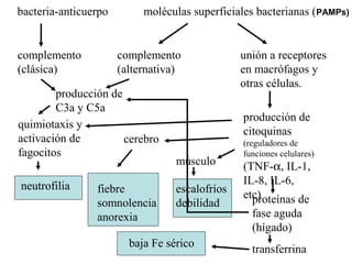 bacteria-anticuerpo moléculas superficiales bacterianas (PAMPs)
escalofríos
debilidad
fiebre
somnolencia
anorexia
complemento
(alternativa)
complemento
(clásica)
producción de
C3a y C5a
quimiotaxis y
activación de
fagocitos
neutrofilia
unión a receptores
en macrófagos y
otras células.
proteínas de
fase aguda
(hígado)
transferrina
baja Fe sérico
cerebro
músculo
producción de
citoquinas
(reguladores de
funciones celulares)
(TNF-α, IL-1,
IL-8, IL-6,
etc)
 