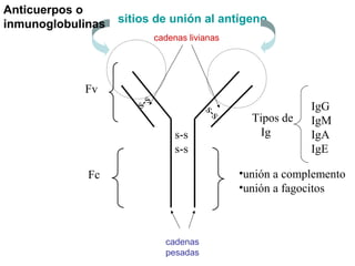 s-s
s-s
s-s
s-s
cadenas
pesadas
cadenas livianas
Fc
Fv
sitios de unión al antígeno
•unión a complemento
•unión a fagocitos
Anticuerpos o
inmunoglobulinas
Tipos de
Ig
IgG
IgM
IgA
IgE
 