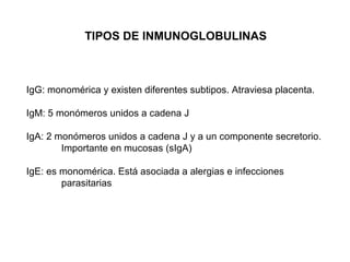 IgG: monomérica y existen diferentes subtipos. Atraviesa placenta.
IgM: 5 monómeros unidos a cadena J
IgA: 2 monómeros unidos a cadena J y a un componente secretorio.
Importante en mucosas (sIgA)
IgE: es monomérica. Está asociada a alergias e infecciones
parasitarias
TIPOS DE INMUNOGLOBULINAS
 