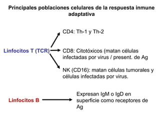 Linfocitos T (TCR)
CD4: Th-1 y Th-2
CD8: Citotóxicos (matan células
infectadas por virus / present. de Ag
NK (CD16): matan células tumorales y
células infectadas por virus.
Linfocitos B
Expresan IgM o IgD en
superficie como receptores de
Ag
Principales poblaciones celulares de la respuesta inmune
adaptativa
 