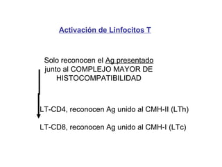 Activación de Linfocitos T
Solo reconocen el Ag presentado
junto al COMPLEJO MAYOR DE
HISTOCOMPATIBILIDAD
LT-CD4, reconocen Ag unido al CMH-II (LTh)
LT-CD8, reconocen Ag unido al CMH-I (LTc)
 