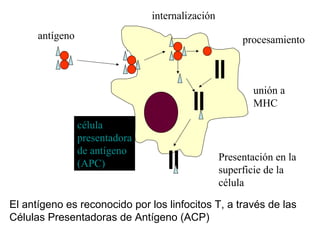 antígeno
internalización
procesamiento
unión a
MHC
Presentación en la
superficie de la
célula
célula
presentadora
de antígeno
(APC)
El antígeno es reconocido por los linfocitos T, a través de las
Células Presentadoras de Antígeno (ACP)
 