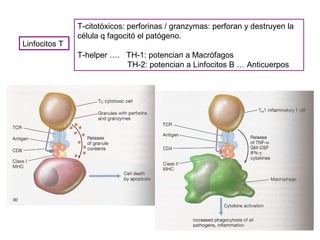 Linfocitos T
T-citotóxicos: perforinas / granzymas: perforan y destruyen la
célula q fagocitó el patógeno.
T-helper …. TH-1: potencian a Macrófagos
TH-2: potencian a Linfocitos B … Anticuerpos
 