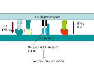 Célula presentadora
Linfocito T
Receptor del linfocito T
(TCR)
IL-1
TNF-α
IFN-γ
IL-4
Proliferación y activación
 