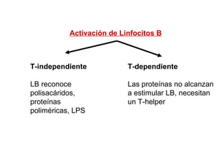 Activación de Linfocitos B
T-independiente
LB reconoce
polisacáridos,
proteínas
poliméricas, LPS
T-dependiente
Las proteínas no alcanzan
a estimular LB, necesitan
un T-helper
 