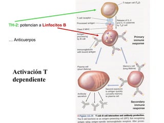 TH-2: potencian a Linfocitos B
… Anticuerpos
Activación T
dependiente
 