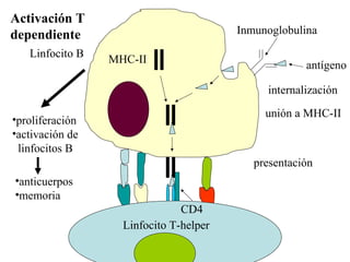 Linfocito B
Inmunoglobulina
antígeno
MHC-II
internalización
unión a MHC-II
presentación
Linfocito T-helper
CD4
•proliferación
•activación de
linfocitos B
•anticuerpos
•memoria
Activación T
dependiente
 
