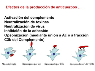 Efectos de la producción de anticuerpos …
Activación del complemento
Neutralización de toxinas
Neutralización de virus
Inhibición de la adhesión
Opsonización (mediante unión a Ac o a fracción
C3b del Complemento)
PRR
No opsonizado Opsonizado por Ac Opsonizado por C3b Opsonizado por Ac y C3b
 
