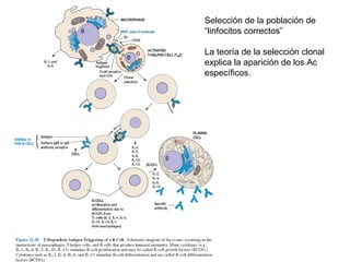 Selección de la población de
“linfocitos correctos”
La teoría de la selección clonal
explica la aparición de los Ac
específicos.
 