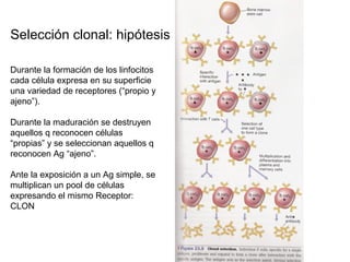 Durante la formación de los linfocitos
cada célula expresa en su superficie
una variedad de receptores (“propio y
ajeno”).
Durante la maduración se destruyen
aquellos q reconocen células
“propias” y se seleccionan aquellos q
reconocen Ag “ajeno”.
Ante la exposición a un Ag simple, se
multiplican un pool de células
expresando el mismo Receptor:
CLON
Selección clonal: hipótesis
 