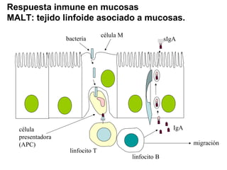 Respuesta inmune en mucosas
MALT: tejido linfoide asociado a mucosas.
bacteria
célula M
linfocito T
linfocito B
IgA
sIgA
célula
presentadora
(APC) migración
 