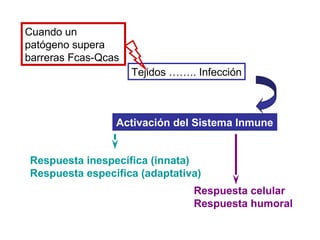 Cuando un
patógeno supera
barreras Fcas-Qcas
Tejidos …….. Infección
Activación del Sistema Inmune
Respuesta inespecífica (innata)
Respuesta especifica (adaptativa)
Respuesta celular
Respuesta humoral
 