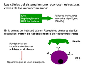 Las células del sistema inmune reconocen estructuras
claves de los microorganismos:
Patrones moleculares
asociados al patógeno
(PAMPs)
LPS
Peptidoglucano
DNA bacteriano
En la células del huésped existen Receptores celulares que los
reconocen: Patrón de Reconocimiento de Receptores (PRR)
PAMPs
PRR
Pueden estar en
superficie de células o
solubles en el plasma.
Opsoninas que se unen al antígeno.
 
