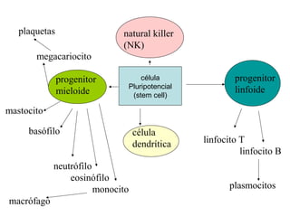 célula
Pluripotencial
(stem cell)
natural killer
(NK)
progenitor
linfoide
progenitor
mieloide
célula
dendrítica
plaquetas
megacariocito
mastocito
basófilo
neutrófilo
eosinófilo
monocito
macrófago
linfocito T
linfocito B
plasmocitos
 