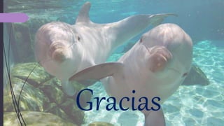 Gracias
 